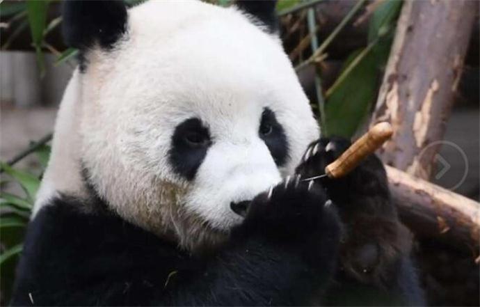 成都大熊猫玩菜刀吓坏游客 大熊猫玩菜刀事件始末